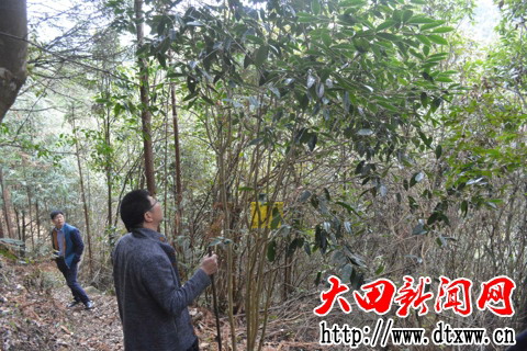 長在大寨山古道邊的野生古茶樹.jpg