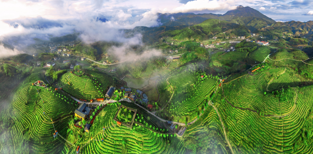  大田：當“共享”邂逅“美人茶”